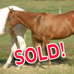 2008 Foals