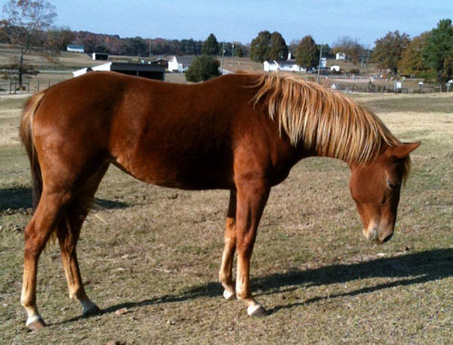 2009 Filly