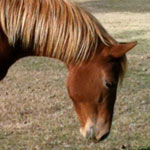2009 AQHA Sorrel Filly