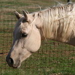 2009 AQHA Palomino Filly