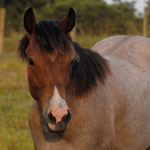 2009 Colt