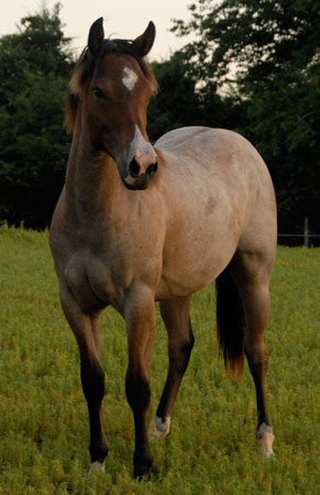 2009 Colt