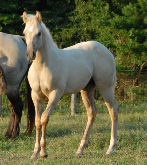 2010 Foal