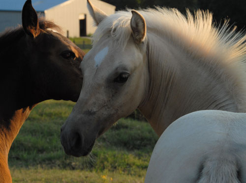 2010 Foal