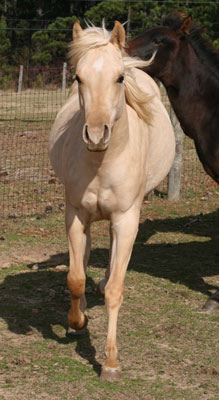 2010 Palomino Filly