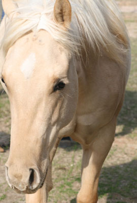 2010 Palomino Filly