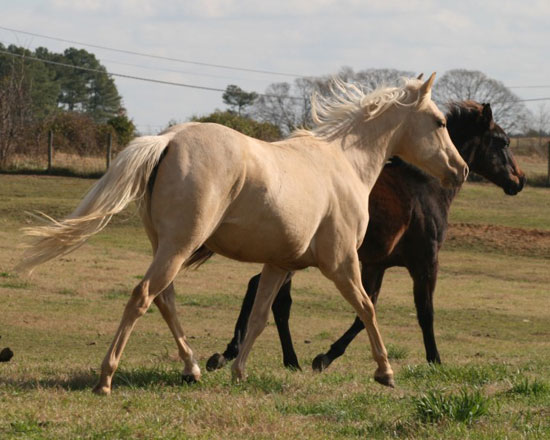 2010 Palomino Filly