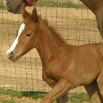 Foal