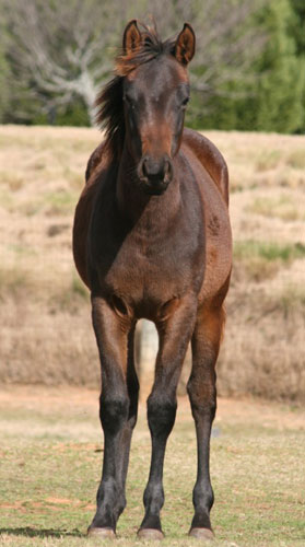 2011 AQHA Bay Colt