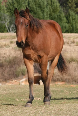 2011 AQHA Bay Colt