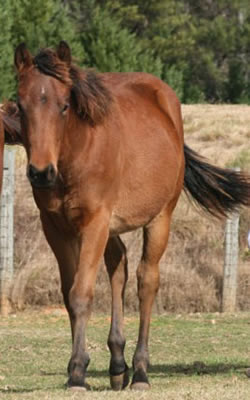 2011 AQHA Bay Colt