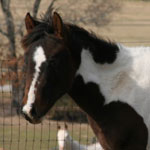 Bay Tobiano Colt