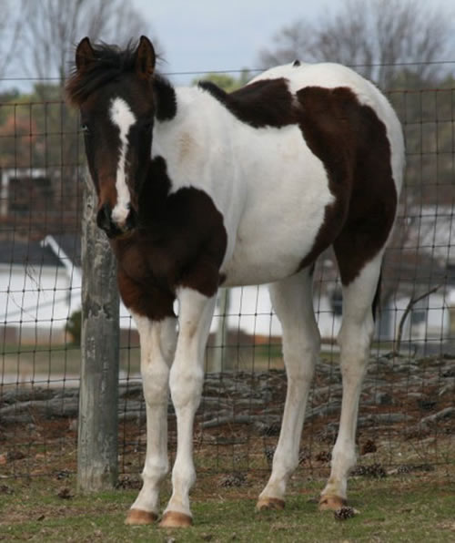 2011 APHA Bay Tobiano Colt