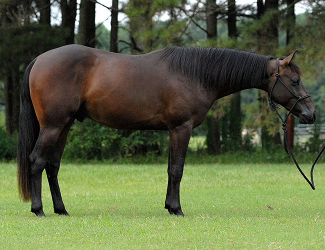 2011 AQHA Bay Colt