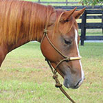 Colt