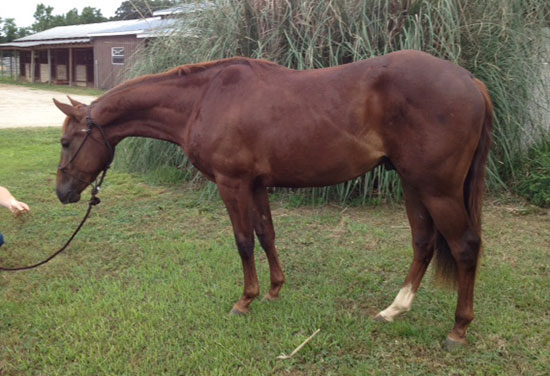 2011 Sorrel AQHA Colt