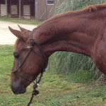 LB Nu Chex To Cash  2011 Foal