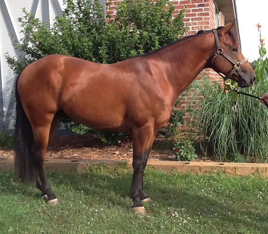 2011 AQHA Bay Colt