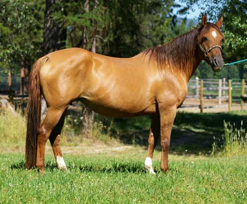 horse