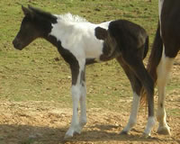 LadyDi093