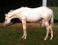 Palomino1