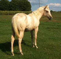 Palomino2
