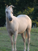 Palomino4