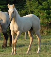 MissDottFoal1