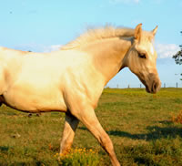 MissDottFoal2